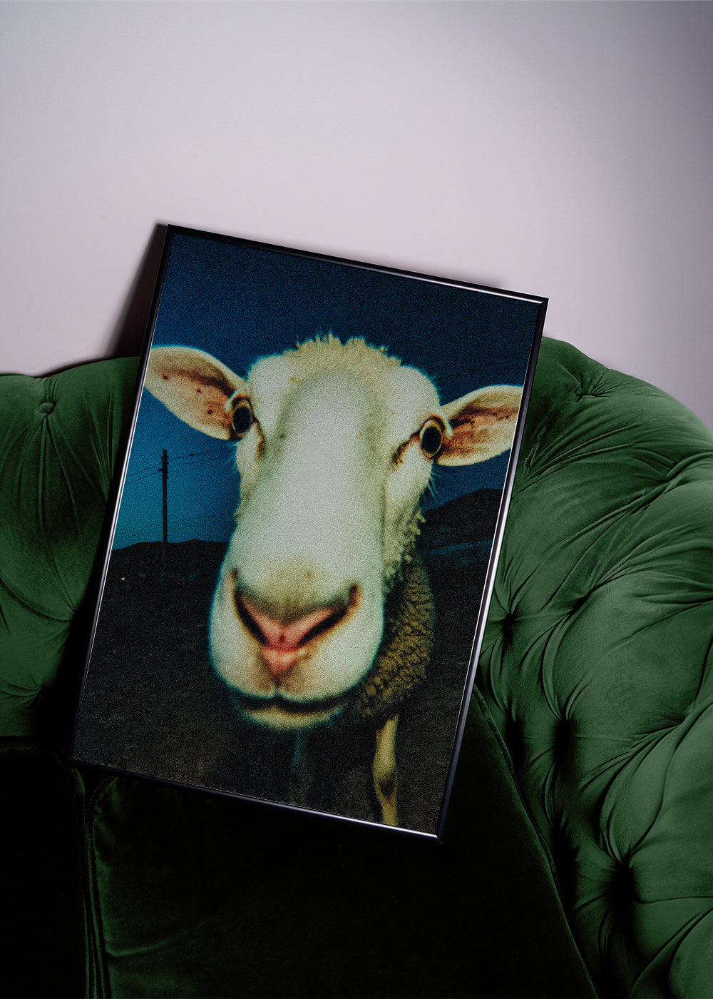 Sheep portrait close-up