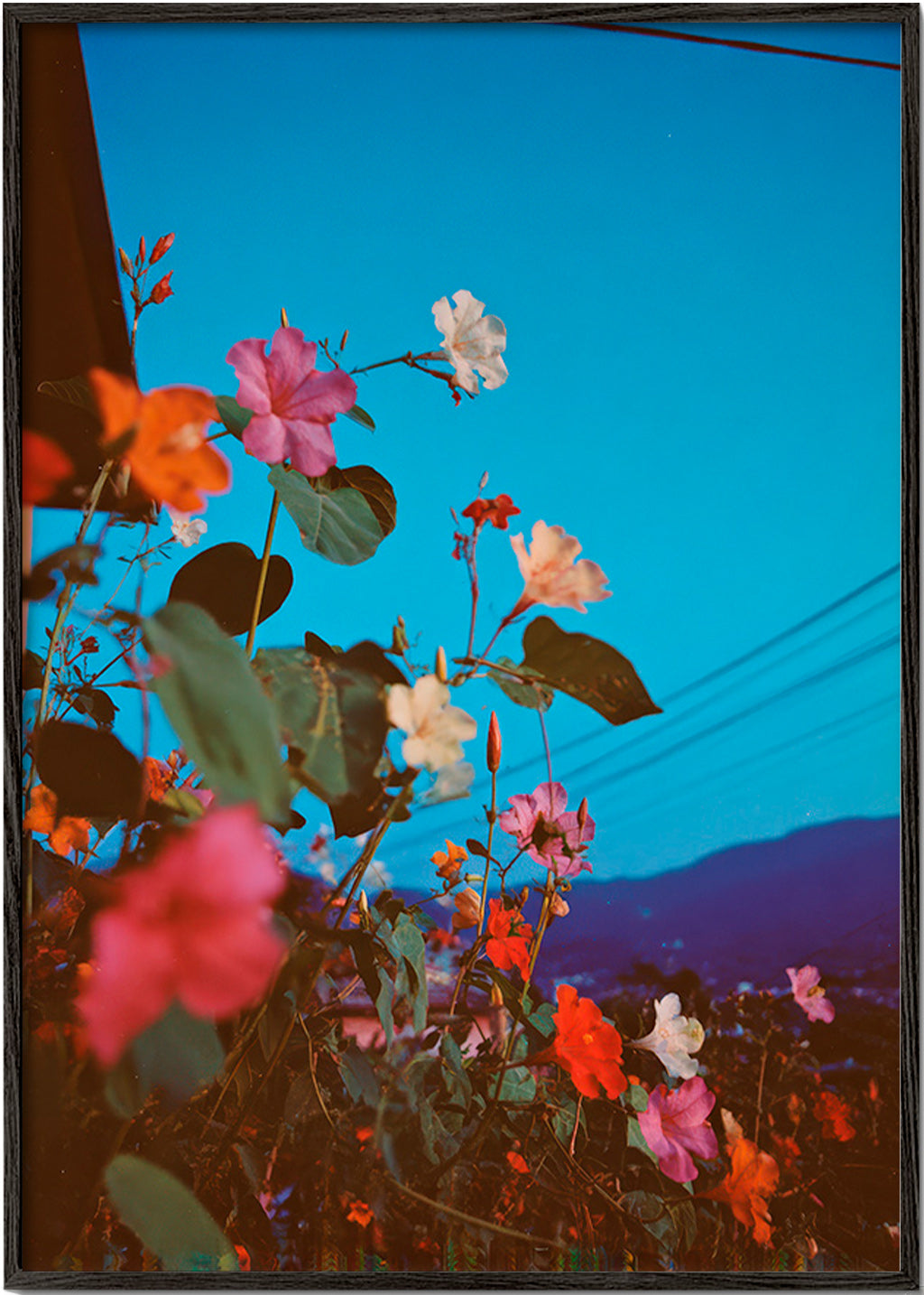 Botanical print: bougainvillea at dusk