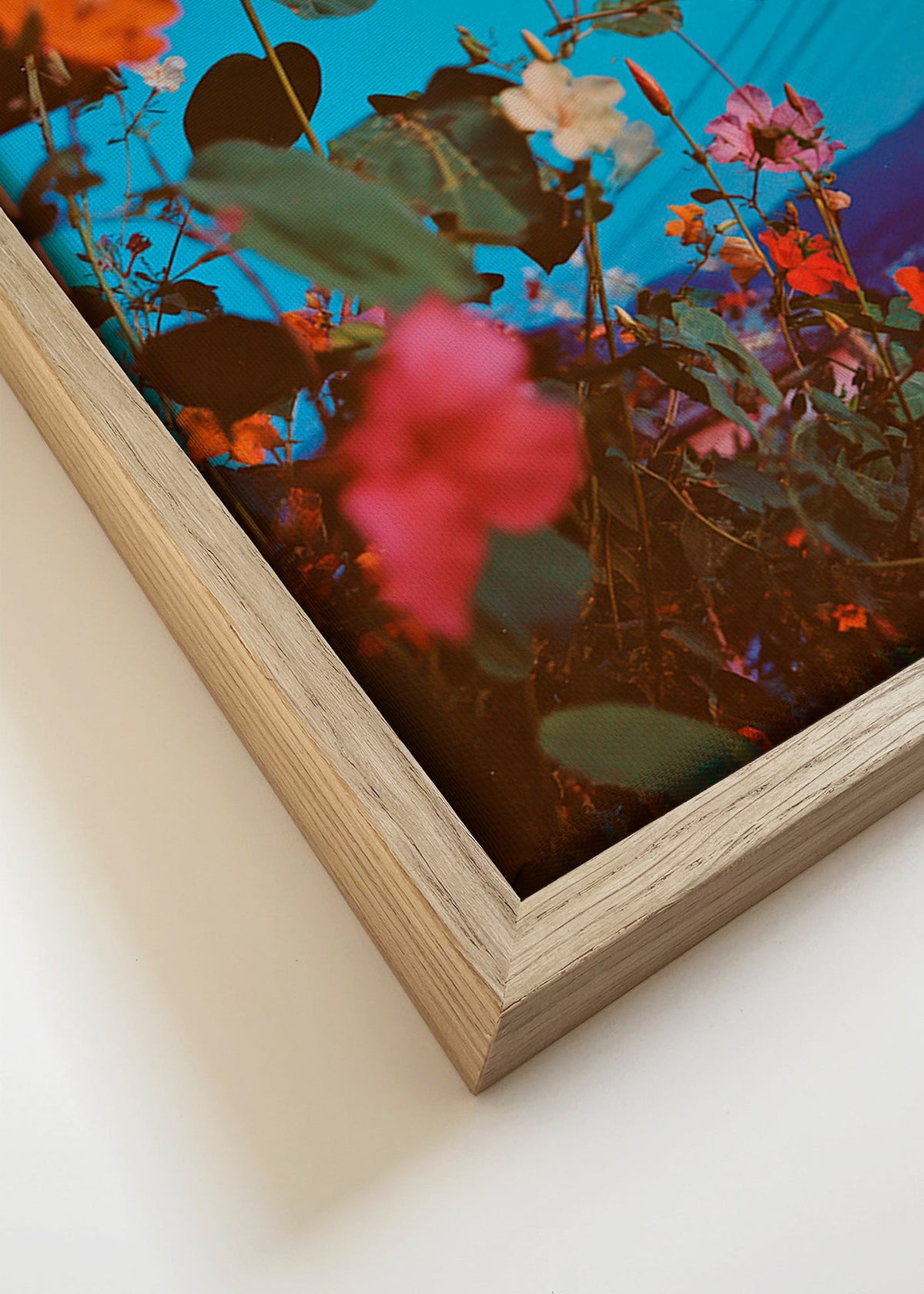 Botanical print: bougainvillea at dusk