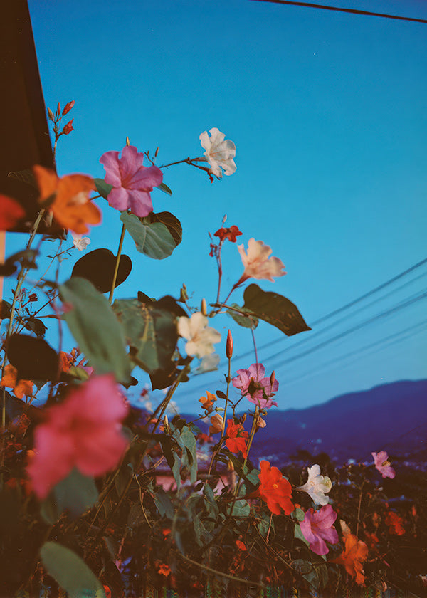 Botanical print: bougainvillea at dusk