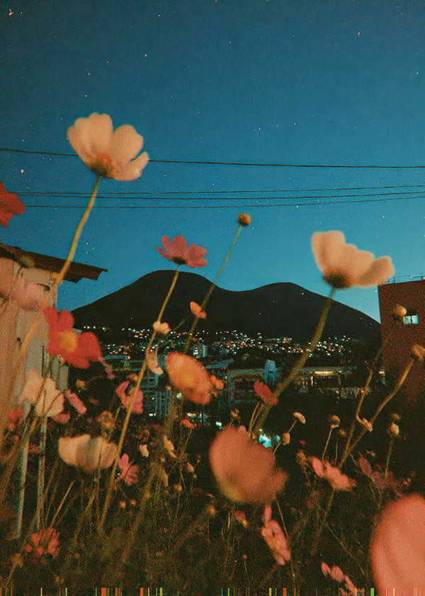 Botanical print wildflowers over city at dusk