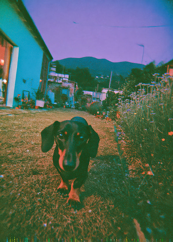 Dog at dusk photograph