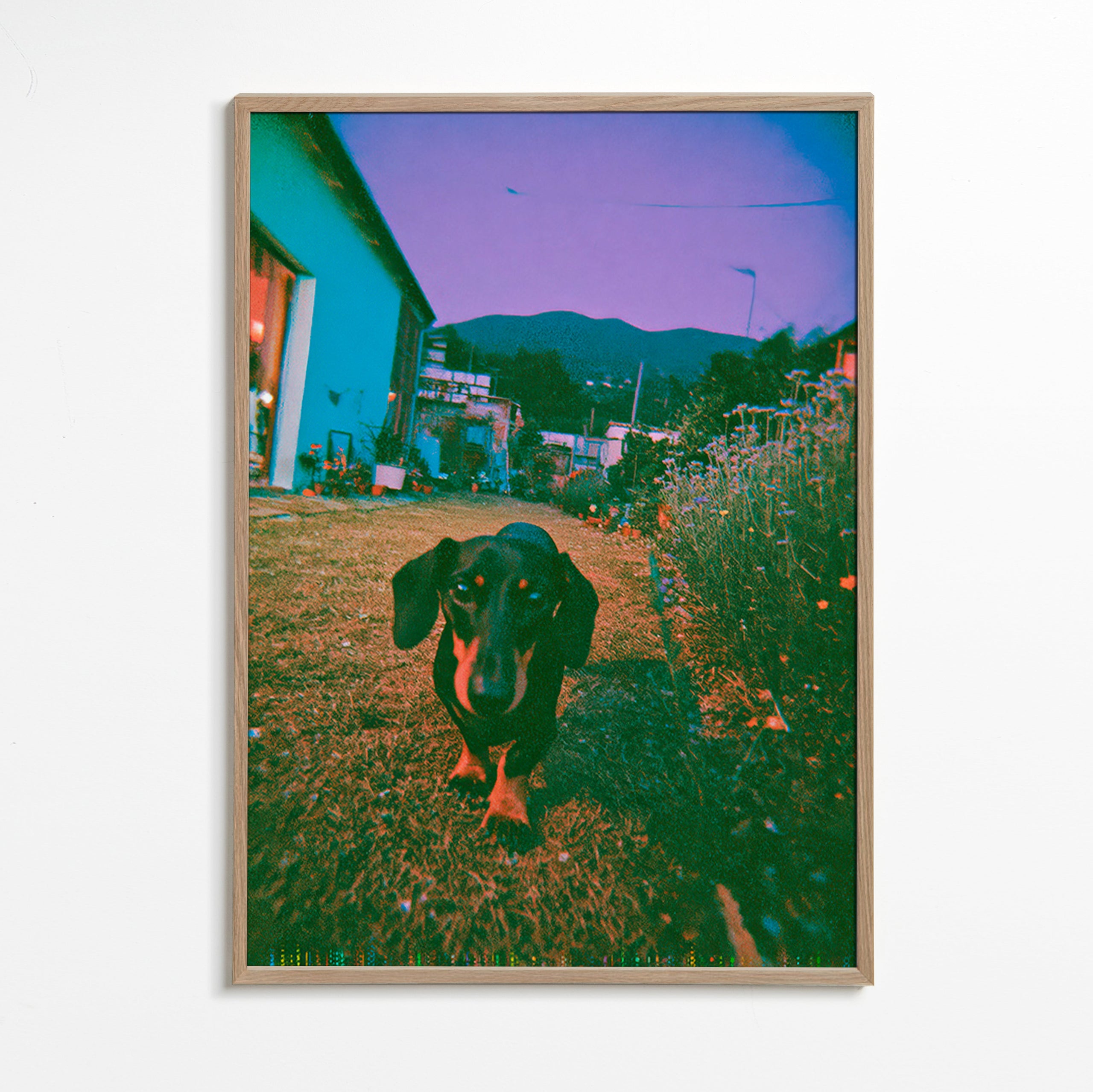 Dog at dusk photograph