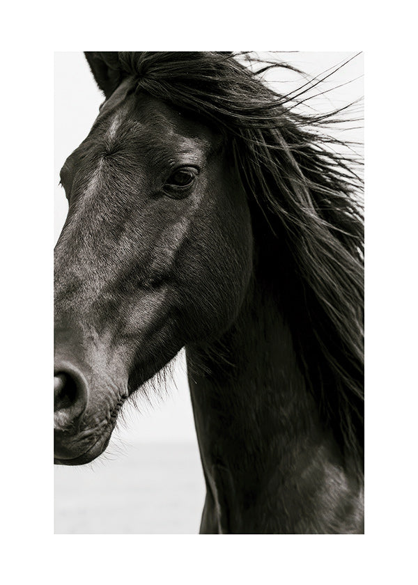 Horse portrait photograph
