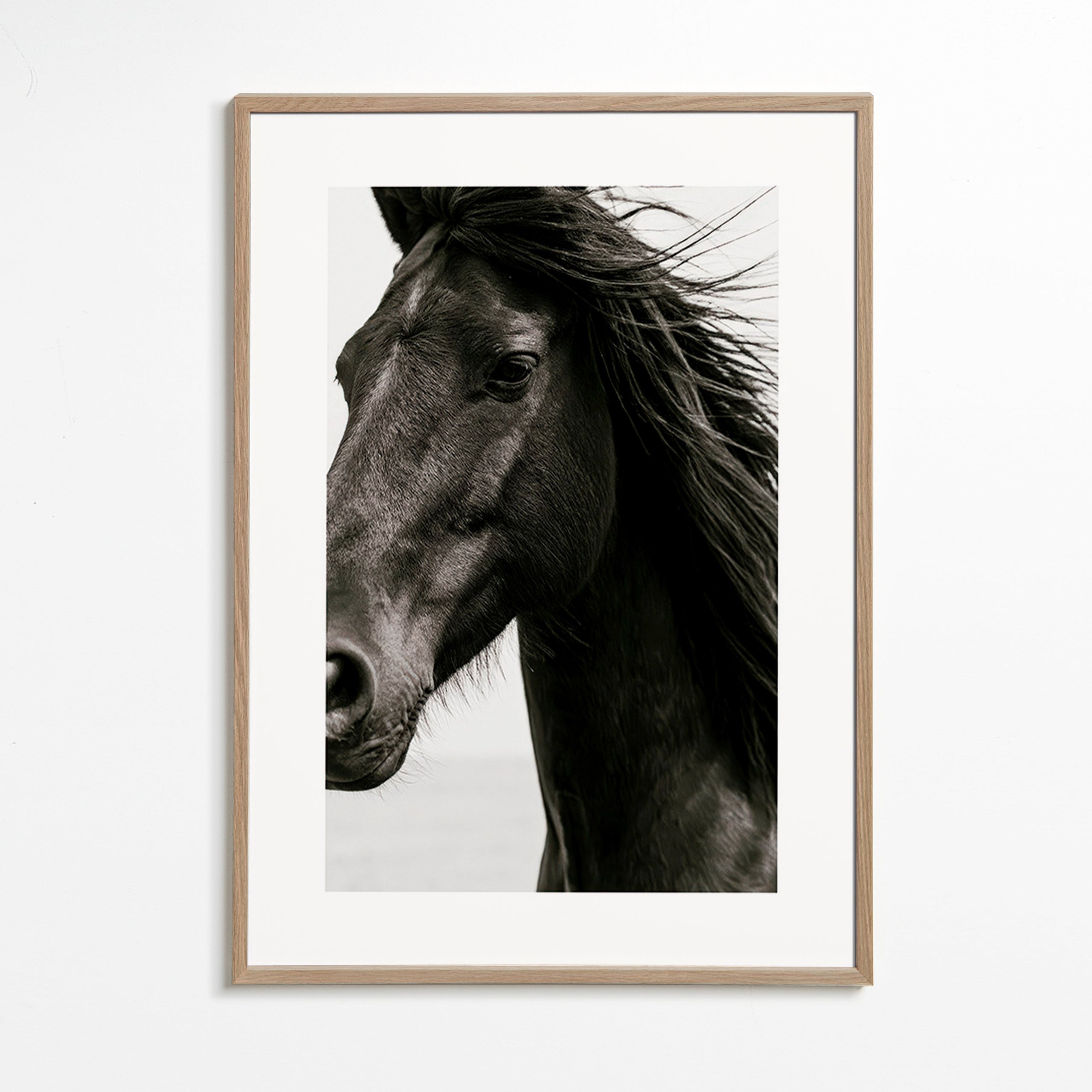 Horse portrait photograph