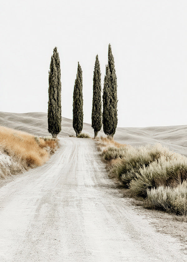 Landscape art: cypress lane on a dusty road