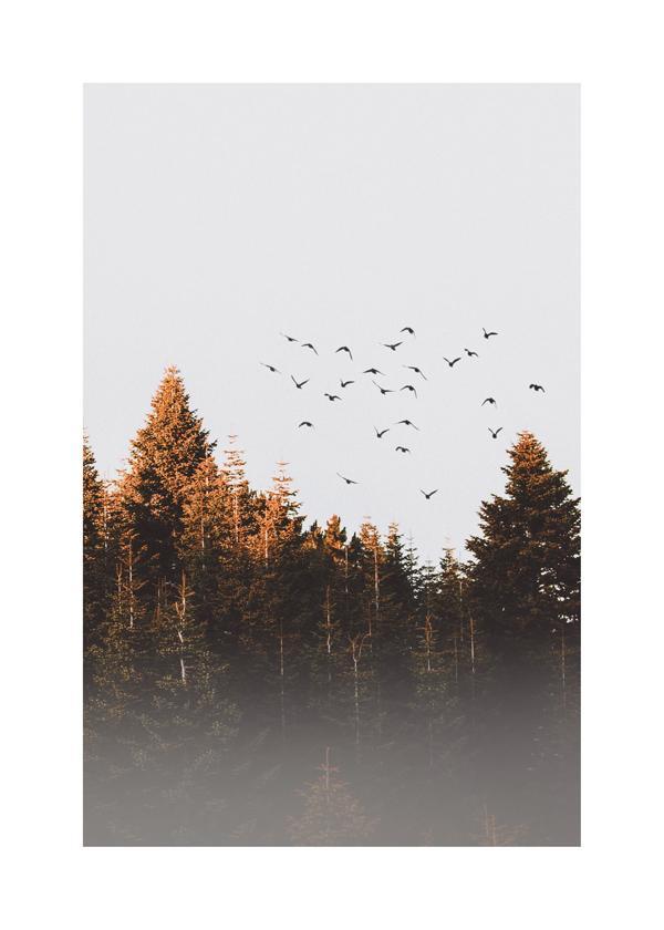 Birds above the forest