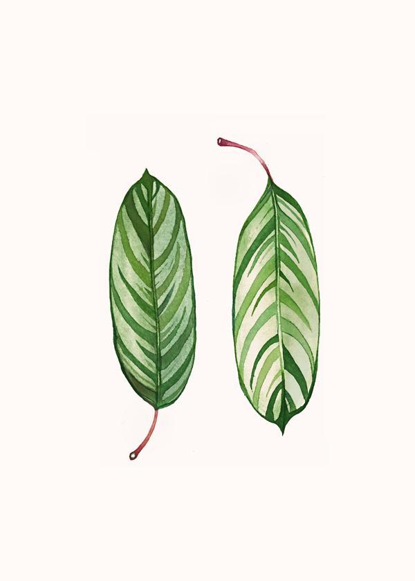 Calathea leaves