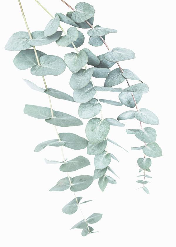 Eucalyptus I