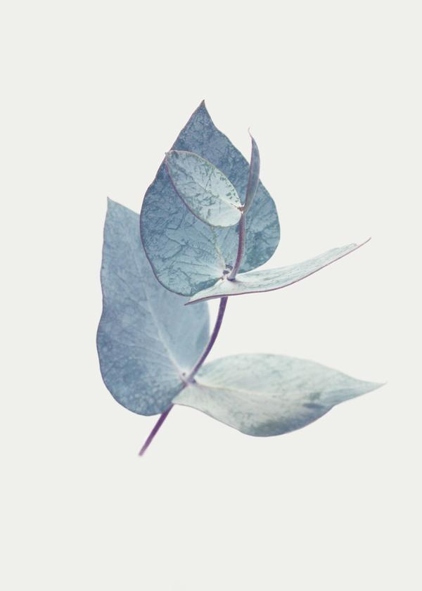 Eucalyptus I