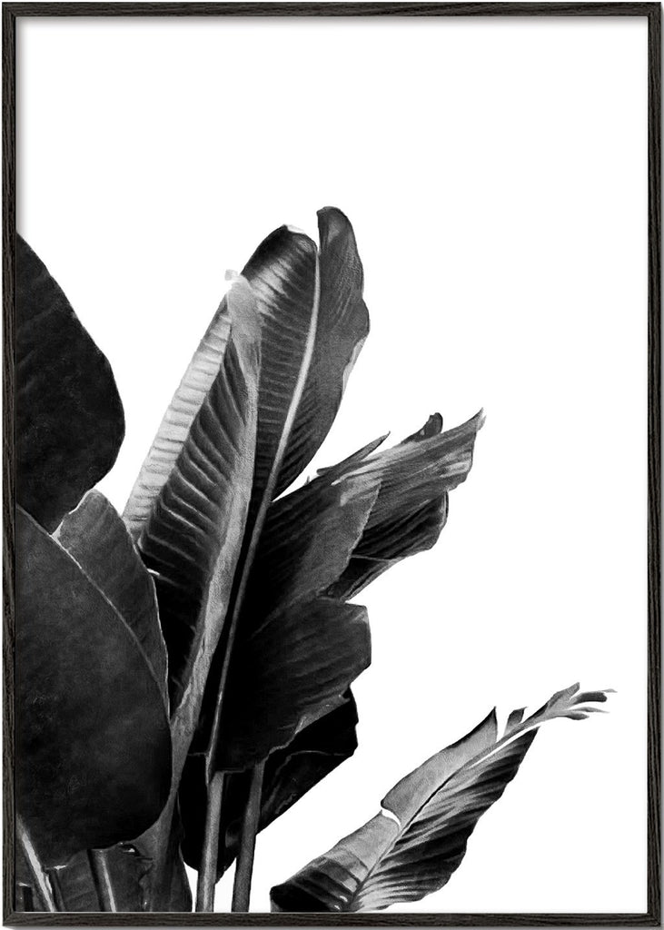 Bird of Paradise Plant Black and White 02