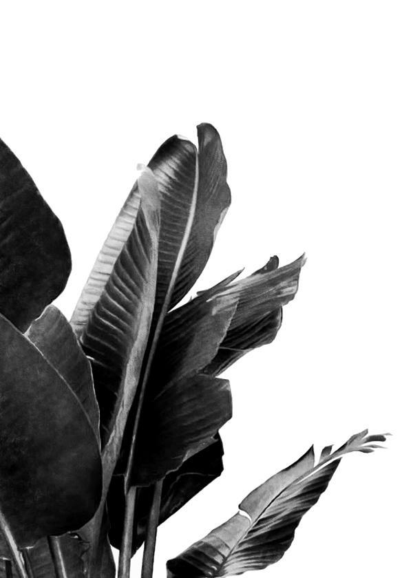 Bird of Paradise Plant Black and White 02